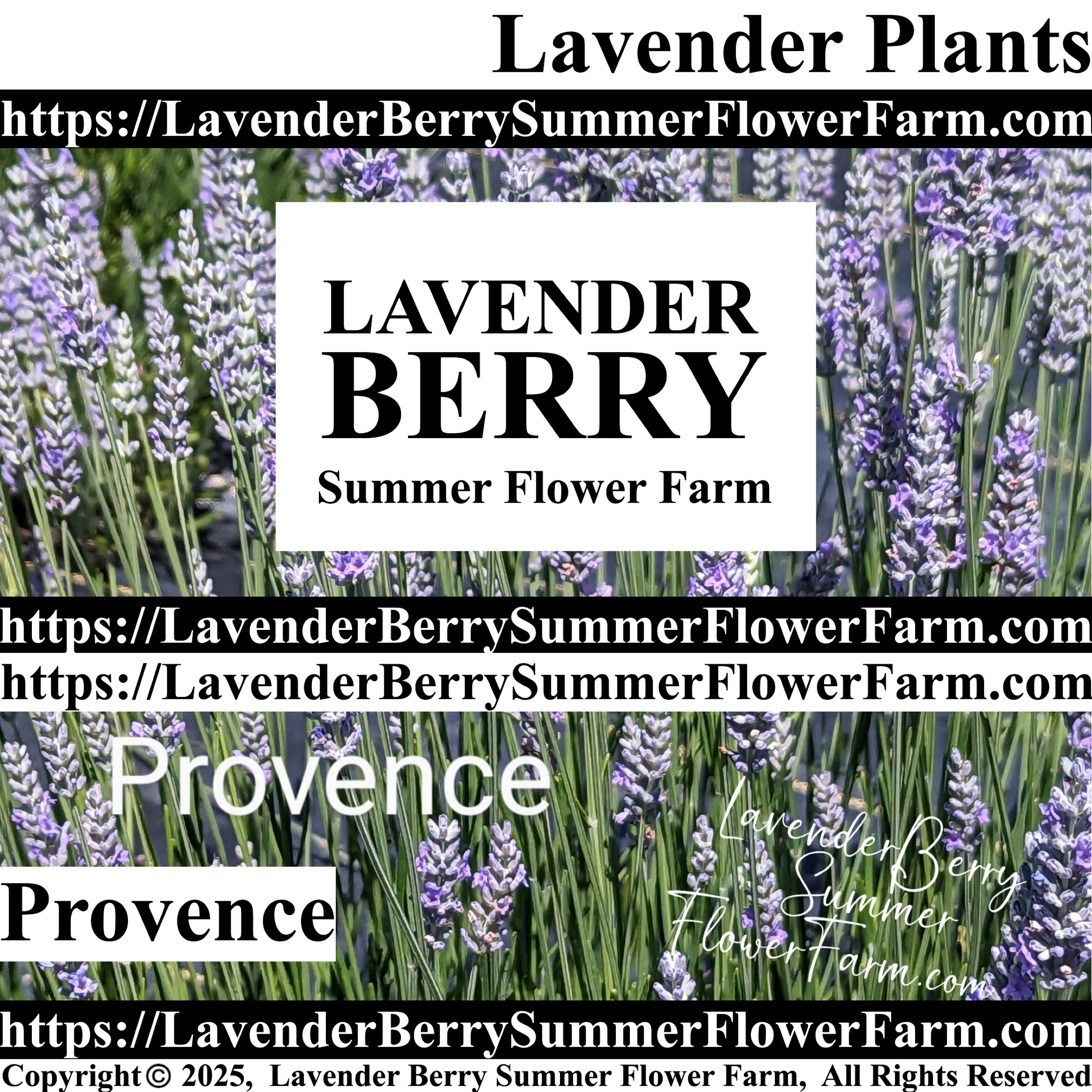 Provence Lavender Plants & Plug Trays – Buy X-Intermedia Lavender